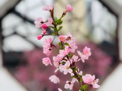 -莫愁湖公园