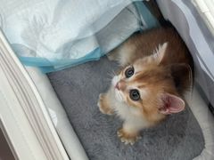 -翊宠yipet猫狗购宠庄园犬舍•猫舍