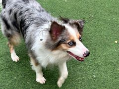 -爪吧宠物乐园 (温榆河示范区店)