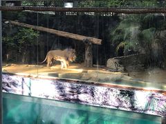 -清迈夜间动物园