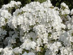 -上海滨江森林公园