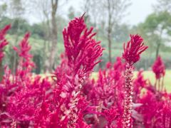 -文华公园(禅城区)