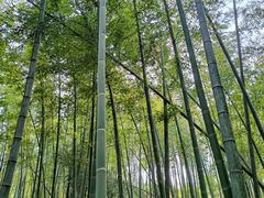 -蔡伦竹海