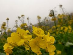 android_upload_pic-广州市石门国家森林公园
