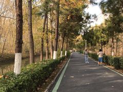 -合肥滨湖国家森林公园