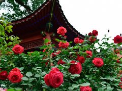 -大觉寺-停车场