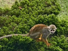 -大连森林动物园