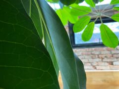 -VOYAGE COFFEE(北锣鼓巷店)