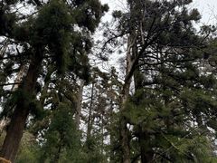 -天目山大树王景区