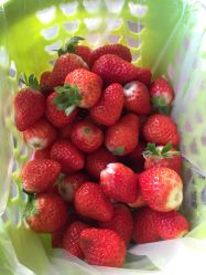 -蓝呗呗蓝莓草莓采摘园(通州区马驹桥店)