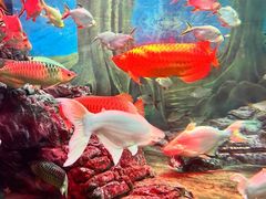 -上海海洋水族馆