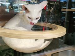 -鼎级派宠物(中南店)