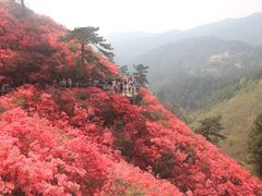 -木兰云雾山