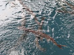 -鸿渡渔庄·特色鸭咀鱼