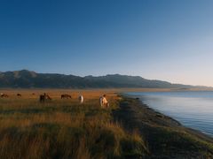 -蘑菇拌面•正宗新疆菜