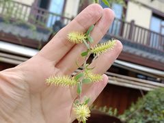 -诗经里