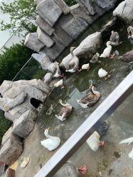 -造物庄园 萌宠纪(苏州湾歌林公园店)
