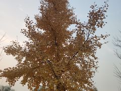 -汉景帝阳陵博物院