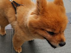 -PETKIT 小佩宠物·低压洗护·美容·寄养(安远店)