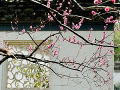-秋霞圃