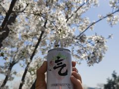 -羊山湖公园