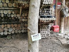 -呀路古热带植物园
