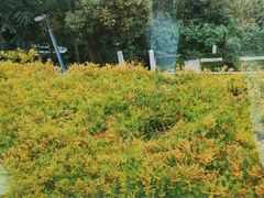 -恬阿姨庭院餐厅·生日宴