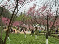 -重庆彩云湖湿地公园