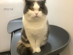 -米宠家·撸猫猫咖小萌宠·猫咪洗澡·猫咪寄养(高新大都荟店)