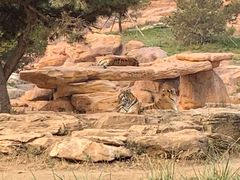 -北京野生动物园