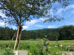 -武陵山森林公园