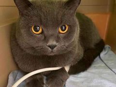 -凯特喵百思猫专科医院