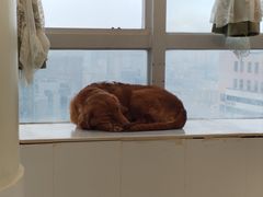 -共舞时光猫咖·狗咖(新街口店)