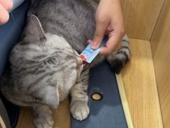 -瑞派长江宠物医院·猫科·外科·24小时夜护(谊城公寓分院)