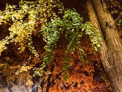 -四川大学(华西校区)