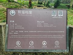 -都江堰中华大熊猫苑