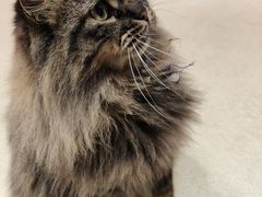 -藏猫猫咖啡主题馆(中央大道店)