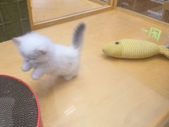 -帕帕拉兹宠物(亚洲旗舰店)