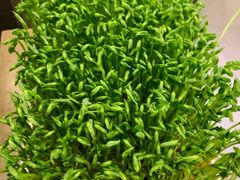 活体豆苗-湊湊火锅·茶憩(打浦桥日月光店)