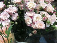 -双季花艺园艺市场(浦东店)