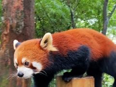 -都江堰中华大熊猫苑
