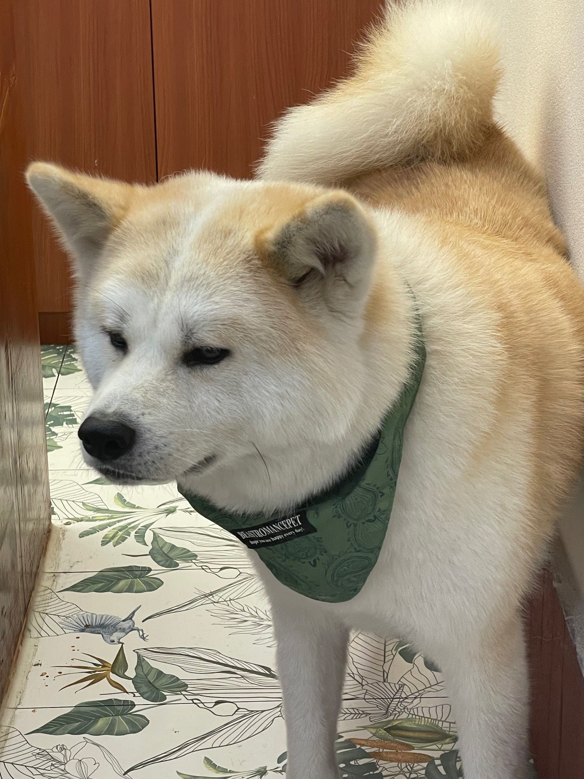 谁家的柴犬这么胖咧