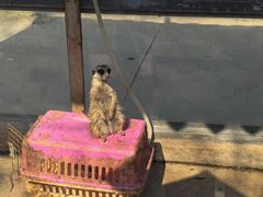 -水绘园