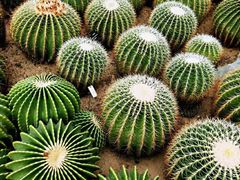 -深圳仙湖植物园