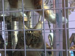 -70cat德文卷毛猫·缅因猫纯种猫舍