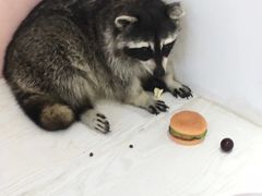 -浣熊柯尔鸭土拨鼠·电玩咖