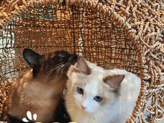 -飞行喵MR PILOT|猫舍·猫咖(静安大融城店)