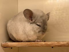 -龙猫仔乐园(惠福东路店)