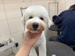 -帕帕拉兹宠物(亚洲旗舰店)