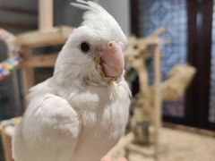 -吉丁鸟咖·异宠·寄养